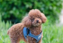 夏天泰迪毛最短剪多短