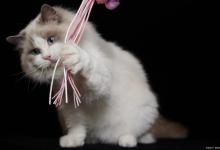 解决猫喝水难的问题