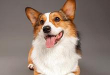 分享柯基一般性几个月立耳和一些关于柯基的小问题！