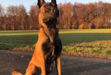 马犬多大成熟懂事