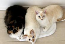 猫的寿命能有多长呢？