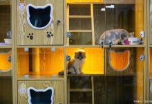 如何辨别正规的猫舍！