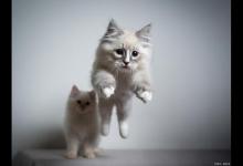 猫猫打完疫苗后没精神正常吗？