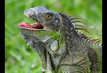 蜥蜴可以当宠物养吗？