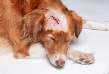 怎么判断狗子是不是肠胃炎？