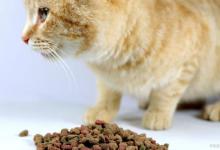 危害猫咪生命的做法，劝你别做！