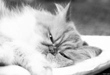 猫咪心情不好的表现？