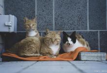 那么应该怎么做才能让猫不在房间里乱抓乱咬呢？