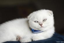 成年猫咪突然嗜睡怎么回事？