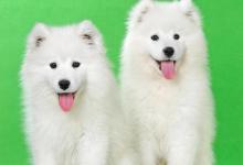 表情最为丰富的几种狗狗，各个都是表情包大户！