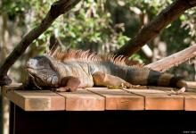 新手养宠物蜥蜴容易犯的错误