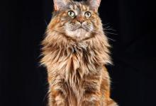 好奇心最强的几种猫咪