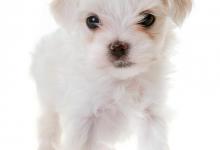 如何挑选更加优质的狗粮？