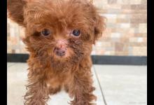 劝退泰迪的五大缺点