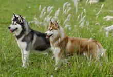 有这些特征的“哈士奇”，血统一定很纯！