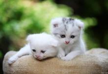 难产小猫如何抢救