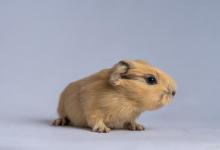 饲养天竺鼠注意事项