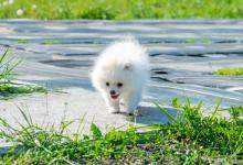 新买的小狗晚上叫不停，是因为害怕么？