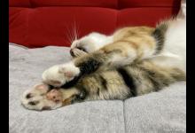 关于母猫发情时会出现哪些行为有了解一下？