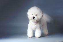 为何这么多人养“比熊”？网友：养了就不想换狗了