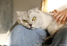 猫咪感冒的症状有哪些