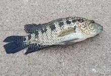 淡水石斑鱼怎么钓上鱼快？