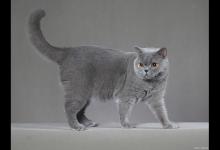 英国短毛猫老是掉毛？