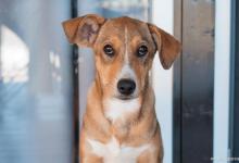 如何训练你家的狗狗！