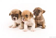 在狗的食物中，以下五类会对它们的健康有很大好处