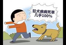 如何快速辨别狗是否有狂犬病