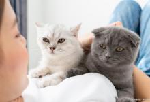 猫咪认你为“妈妈”的几种行为