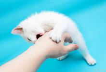 猫咪咬人，该如何去纠正？