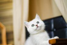 银渐层哪些食物是它不能吃的？