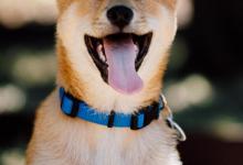 有一只柴犬是什么感觉！