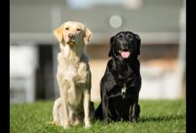 有这些特征的“拉布拉多”，血统一定很纯！