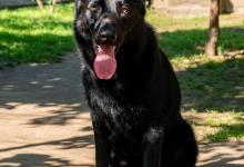 养黑狼犬的注意事项