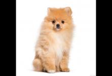 怎样给狗狗驱虫，多久一次？