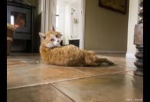 猫咪的肥胖问题不容忽视？如何给猫咪减肥？