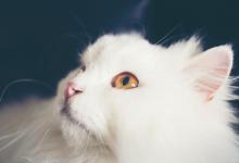 猫咪“健不健康”，看这4个地方，一目了然