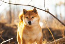 小狗全身抖动什么原因导致的？