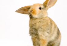 兔子尖叫后还能活吗？