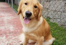 金毛有这5个坏习惯！