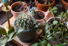 阳台养花和室内养花之间的区别