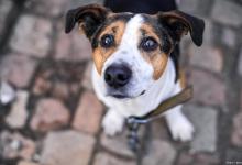 狗绝育后它的蛋蛋需要多久才能消肿？