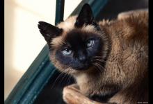 长毛暹罗猫和布偶猫的区别是什么？