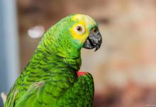 鹦鹉能养一只吗，鹦鹉简介