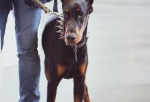 小鹿犬的寿命是多少年？