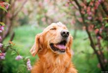 盘点最忠诚的7种狗