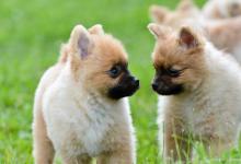 如果你真的不想养狗狗了？该怎么办？