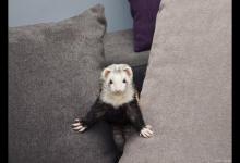 雪貂突然有点拉肚子如何救治